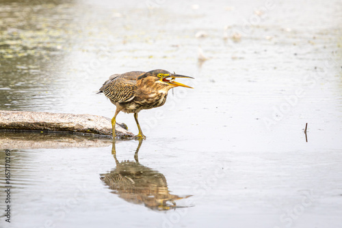 Fototapeta A Green Heron with a small fish in its mouth while standing on a floating log in
