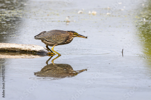 Obraz na plátně A Green Heron with a small fish in its mouth while standing on a floating log in