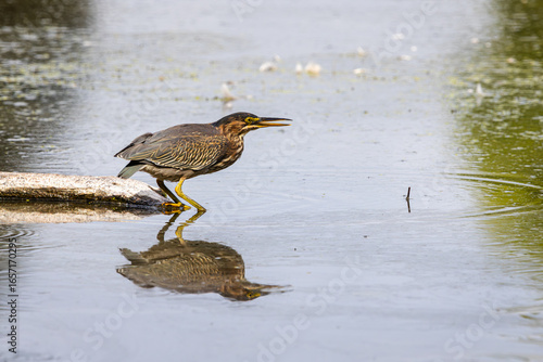 Fotografie A Green Heron with a small fish in its mouth while standing on a floating log in