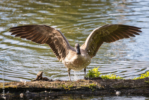 Fotografie A Canadian Goose flapping its wings to jump up onto a log in the water