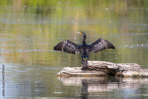 Fototapeta A Neotropic Cormorant perched on a log and spreading its wings to dry them in th