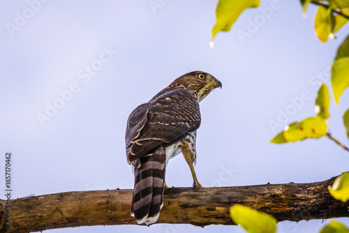 Obraz na plátně A Cooper's Hawk perched on a branch