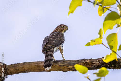 Fotografie A Cooper's Hawk perched on a branch