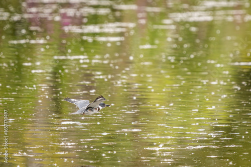 Fototapeta A Belted Kingfisher flying over the water