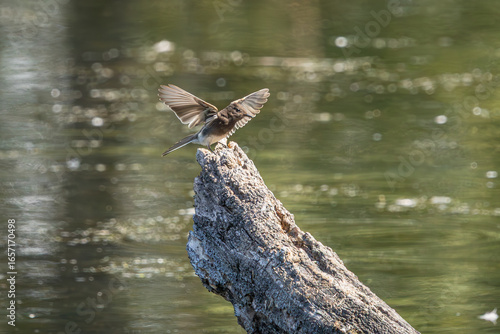 Obraz na plátně A Black Phoebe landing on a tree stump at a lake
