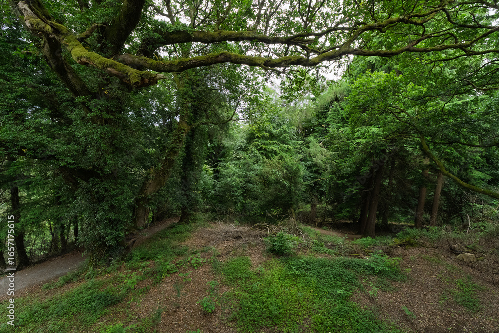 Obraz premium A forest with a mossy tree branch and a path