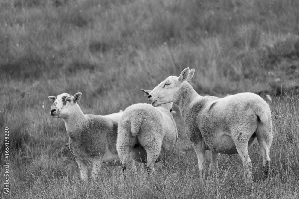 Obraz premium Three sheep standing in a field