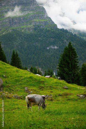 grey cow grazing in grassy field in the mountains, vertical