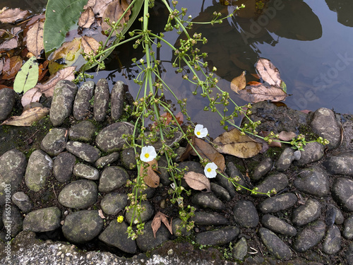 Canvastavla Flower of Sagittaria latifolia or Broadleaf arrowhead, blooming on pond