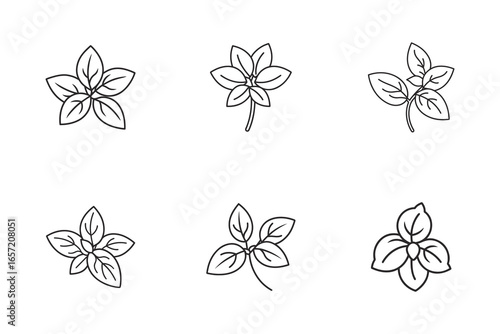 set of basil bunch icon vector line art illustration Isolated on White Background