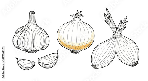 A detailed line drawing illustration of a garlic bulb with cloves, a yellow onion, and two shallots on a white background.