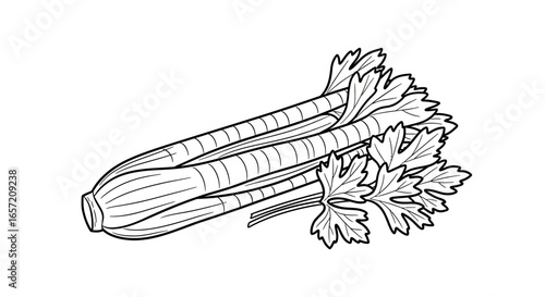 Detailed black and white illustration of a fresh, healthy celery stalk with leaves.