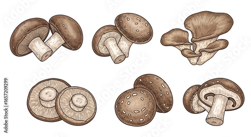 A set of six detailed, hand-drawn illustrations of brown mushrooms, showcasing various angles and a vintage botanical style.