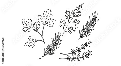 Detailed black and white illustration of various fresh culinary herbs, including parsley, dill, rosemary, and thyme.