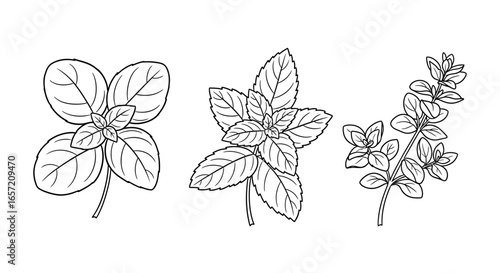 Detailed black and white illustration of three different types of fresh herbs, including basil, mint, and oregano.