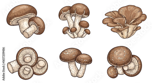 Detailed illustration of various edible brown mushrooms, including shiitake and oyster varieties.