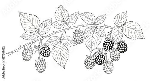 Detailed illustration of a blackberry branch with leaves and ripe and unripe berries.