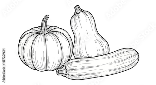 Three types of squash and pumpkin illustration.