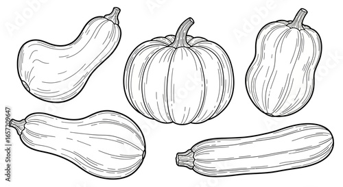 A set of five hand-drawn autumn squashes, including a pumpkin, butternut, and zucchini, in a detailed black and white engraving style.