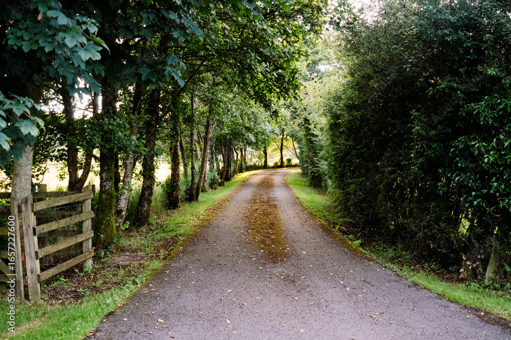 Obraz premium Serene rural path leads to a private home nestled in the tranquil Irish countryside