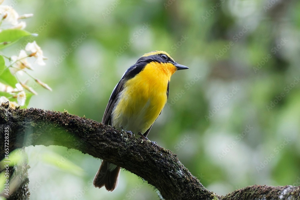 Obraz premium great tit parus major