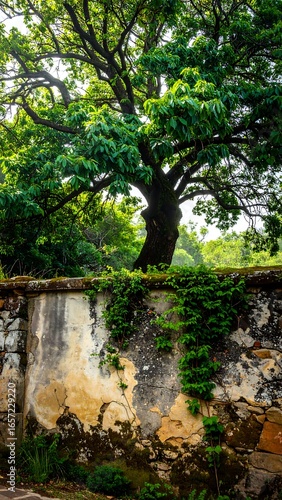 Lush tree against old stone wall