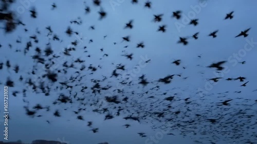 Silhouette flock of birds in flight against twilight sky