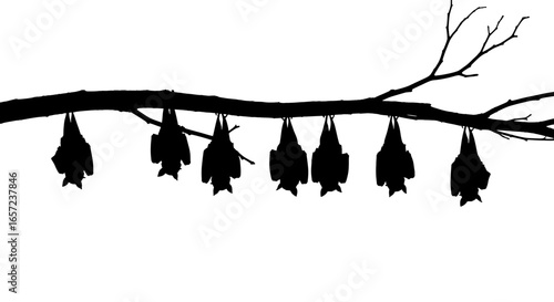 Bats Hanging Upside Down Silhouette on branch spooky halloween night high quality professional