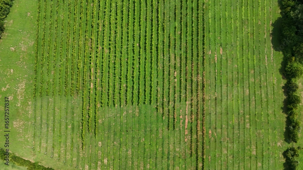 Fototapeta premium Winery Aerial Shot