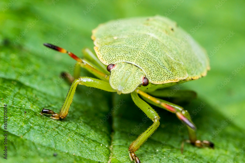 Naklejka premium shield bug on a green leaf. wildlife. colorful detailed macro photo of an insect. close-up. space for text. screensaver. bokeh