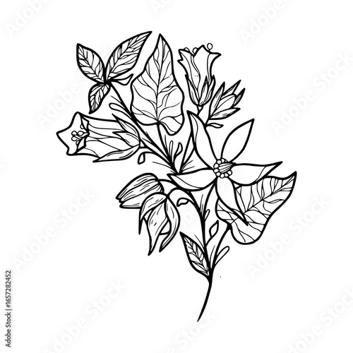 hand-drawn Datura stramonium flower illustration