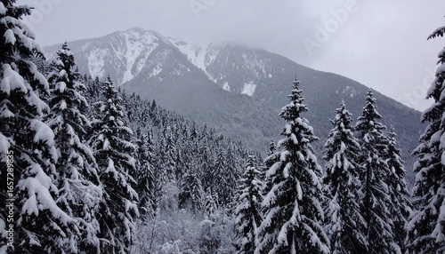 Wallpaper Mural Snowy mountain peaks and a dense forest of coniferous trees, blanketed in a thick layer of snow, create a serene winter landscape. Torontodigital.ca