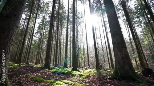 Sunlight shining through tall trees in a dense forest with mossy ground cover view