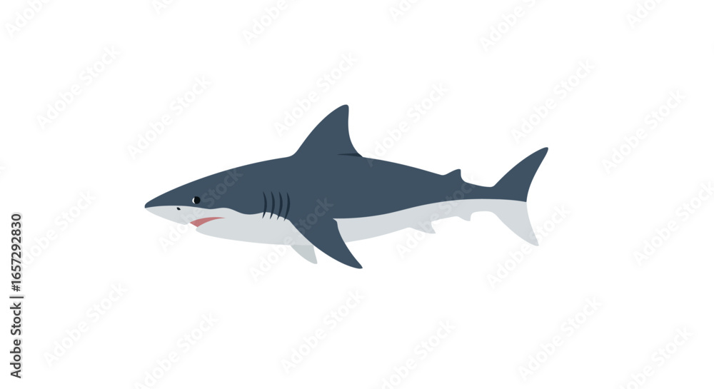 Naklejka premium Isolated Great White Shark Illustration for Educational Purposes, Marine Biology Resources, and Ocean Conservation Awareness Campaigns