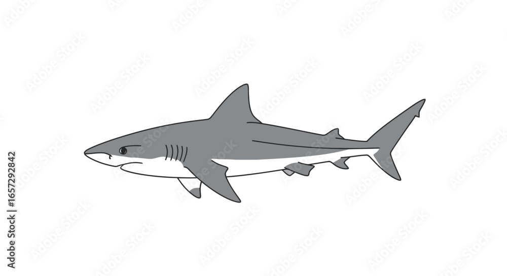 Fototapeta premium Graphic illustration of a great white shark for educational purposes in marine biology, ocean conservation, and wildlife awareness campaigns