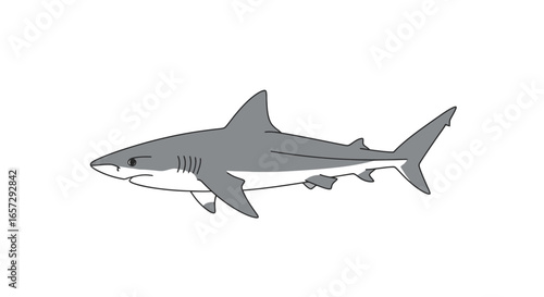 Graphic illustration of a great white shark for educational purposes in marine biology, ocean conservation, and wildlife awareness campaigns