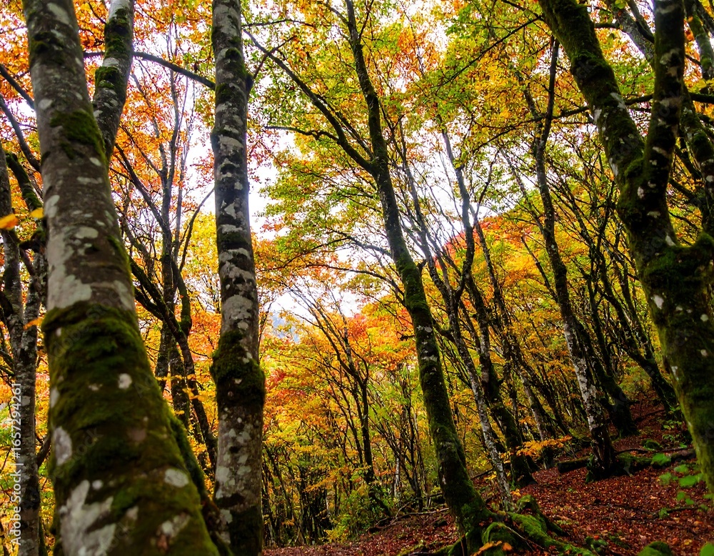 Fototapeta premium Low-angle view of a forest with moss-covered trees and vibrant autumn foliage