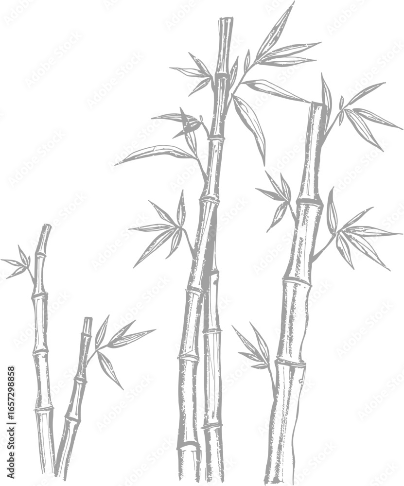 Obraz premium Bamboo silhouettes with highly textured pencil strokes