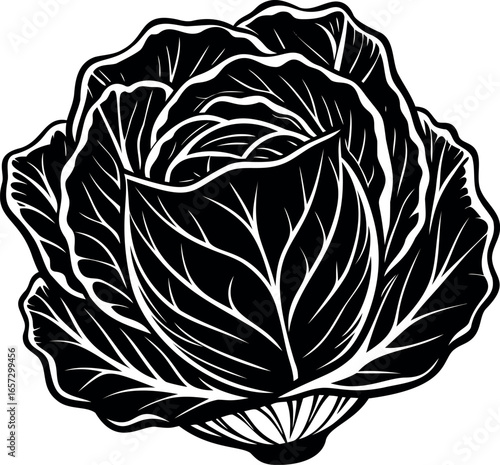 Black and white stylized image of a head of cabbage in full bloom
