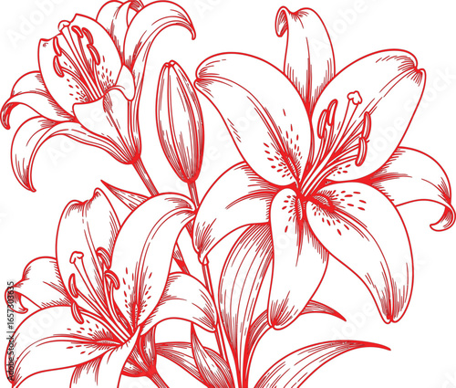 Detailed line art illustration of stargazer lilies with prominent bloom in foreground, clustered flowers, delicate petals and leaves, classic botanical style in red ink on white background.