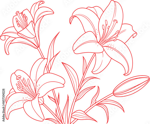 Minimalist botanical line drawing of lilies and buds in soft coral pink, featuring blooming and unopened flowers in an organic arrangement on white background, delicate elegant style.