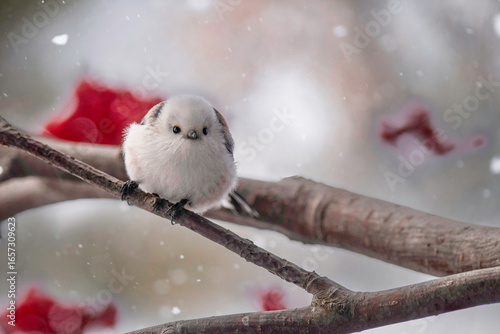 冬のシマエナガ