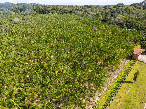 Obraz na plátně Aerial drone view showing an acai palm (Euterpe oleracea) plantation on non-floo