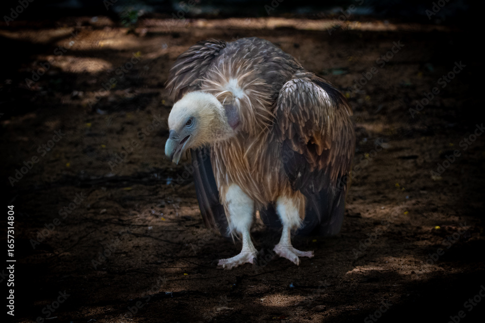 Fototapeta premium Himalayan Griffon Valture, picture clicked at Vandalur Zoo, Arignar Anna Zoological Park, Chennai, Tamil Nadu, South India, India