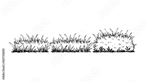 Grass illustration vector drawing of lawn turf ground cover for garden landscaping and nature design element