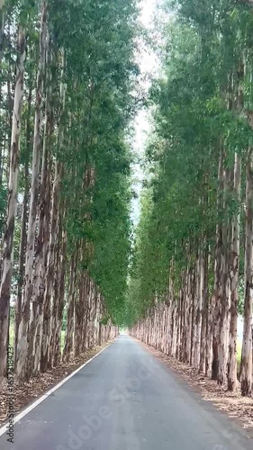 Eucalyptus trees in a row along the road in the countryside.