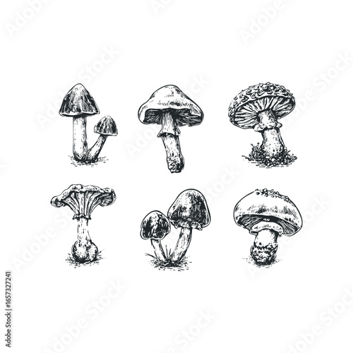 Collection of six diverse mushroom types hand-drawn sketch