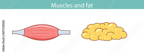 Illustration of muscles and fat. Vector illustration.