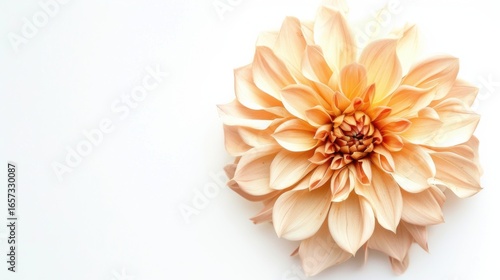 Abstract Floral Vectors: White Flowers and Botanical Elements in Modern Design