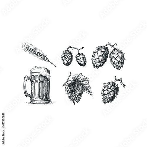 Hand drawn sketch of beer mug with foam, hop cones, and barley stalk